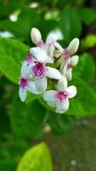 Pseuderanthemum maculatum