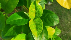 Pseuderanthemum maculatum