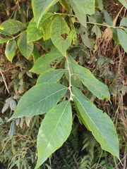 Alniphyllum fortunei