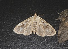 Palpita arsaltealis