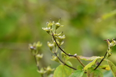 Philadelphus tenuifolius