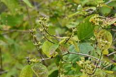 Philadelphus tenuifolius