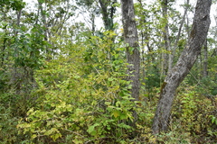 Philadelphus tenuifolius