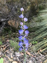 Thelymitra grandiflora