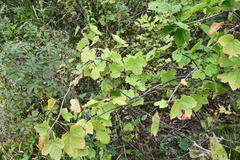 Ribes mandshuricum
