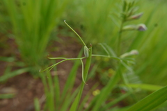Graphocraerus ventralis