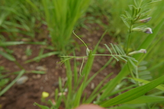 Graphocraerus ventralis