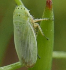 Graphocraerus ventralis