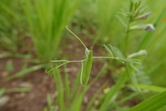 Graphocraerus ventralis