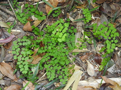 Adiantum atroviride