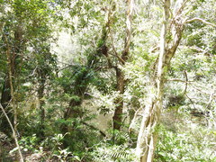 Freycinetia scandens