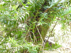 Freycinetia scandens