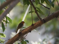 Erithacus rubecula
