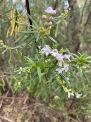 Prostanthera linearis