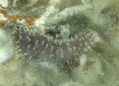 Holothuria hilla