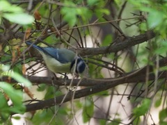 Cyanistes caeruleus