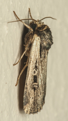 Axylia annularis
