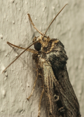 Axylia annularis