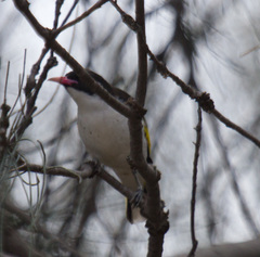 Grantiella picta
