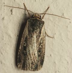 Axylia annularis