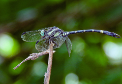 Melligomphus acinaces