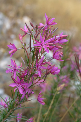 Rosemary-leaved Willowherb (Epilobium dodonaei)