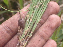 Elegia microcarpa