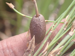 Elegia microcarpa