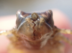 Phyllomacromia picta