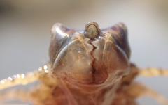 Phyllomacromia picta