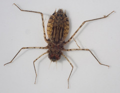 Phyllomacromia picta