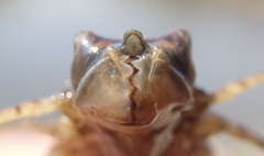 Phyllomacromia picta