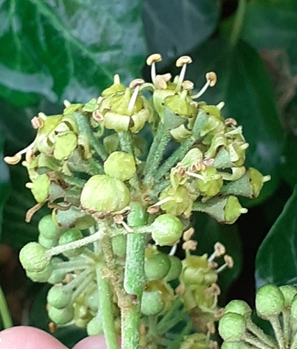 Dasineura kiefferi