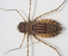 Phyllomacromia picta