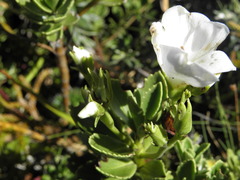 Veronica macrantha
