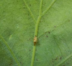 Pseudoneuroterus saliens