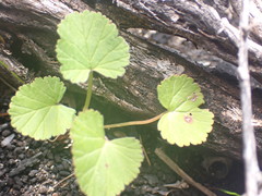 Pelargonium grossularioides