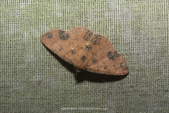 Corgatha semipardata