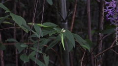 Vincetoxicum microcentrum