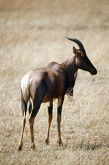 Damaliscus lunatus