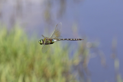 Anax gibbosulus