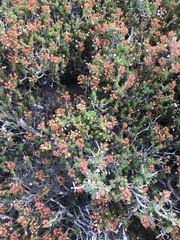 Erica manipuliflora