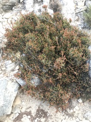 Erica manipuliflora