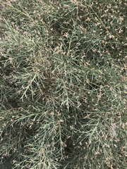 Genista acanthoclada