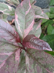 Graptophyllum pictum