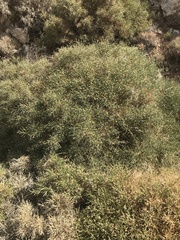 Genista acanthoclada