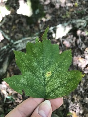 Torminalis glaberrima