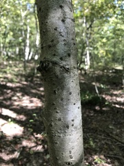 Torminalis glaberrima