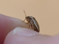 Neottiglossa bifida