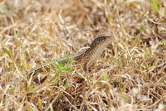 Black-Lined Plated Lizard photo 3